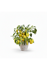 Paprika from Heaven Sweet Yellow Ø10,5