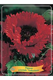 Papaver orientale Turkenlouis Ø11