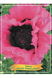 Papaver orientale Raspberry Queen Ø11