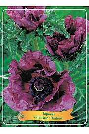 Papaver orientale Harlem Ø11