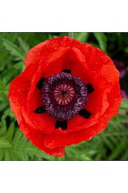 Papaver orientale Beauty of Livermere Ø11