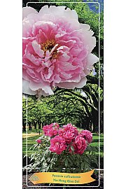 Paeonia suffruticosa Yin Hong Qiao Dui Ø12