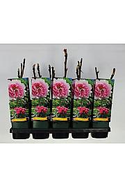 Paeonia suffruticosa Yin Hong Qiao Dui C2 Lit.