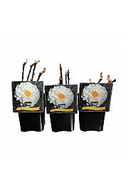 Paeonia suffruticosa Xue Ta C5 Lit.