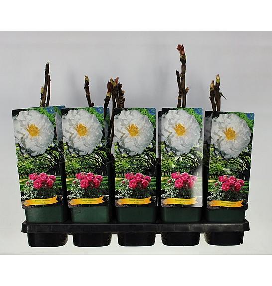 Paeonia suffruticosa Xue Ta C2 Lit.