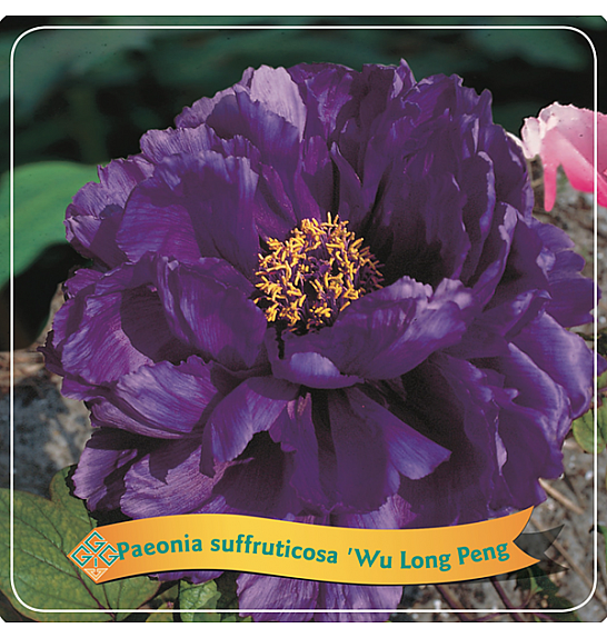 Paeonia suffruticosa Wu Long Peng Sheng C5 Lit.