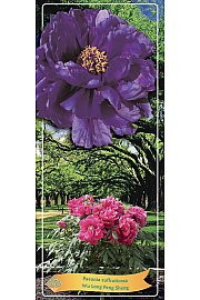 Paeonia suffruticosa Wu Long Peng Sheng Ø12