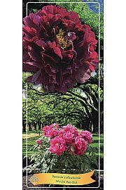 Paeonia suffruticosa Wu Jin Yao Hui Ø12