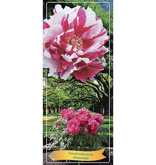 Paeonia suffruticosa Shimanishiki Ø12