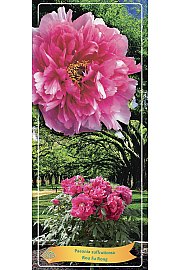 Paeonia suffruticosa Rou Fu Rong Ø12