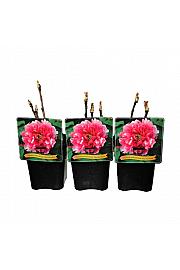 Paeonia suffruticosa Rou Fu Rong C5 Lit.