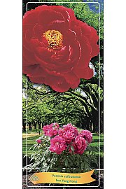 Paeonia suffruticosa Luo Yang Hong Ø12