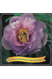 Paeonia suffruticosa Ling Hua Zhan Lu C5 Lit.