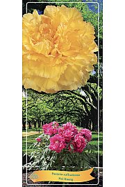 Paeonia suffruticosa Hai Huang Ø12