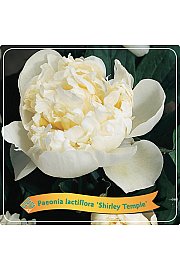 Paeonia lactiflora Shirley Temple C5 Lit.