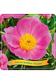 Paeonia lactiflora Nymphe C5 Lit.
