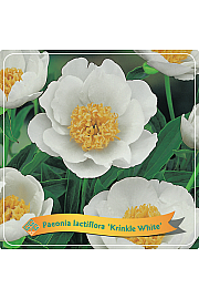 Paeonia lactiflora Krinkle White C5 Lit.