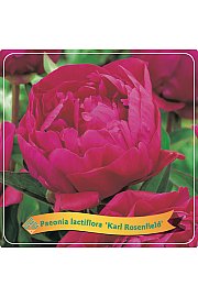 Paeonia lactiflora Karl Rosenfield C5 Lit.