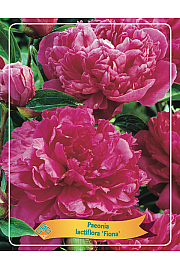Paeonia lactiflora Fiona Ø11
