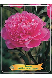 Paeonia lactiflora Edulis Superba Ø11