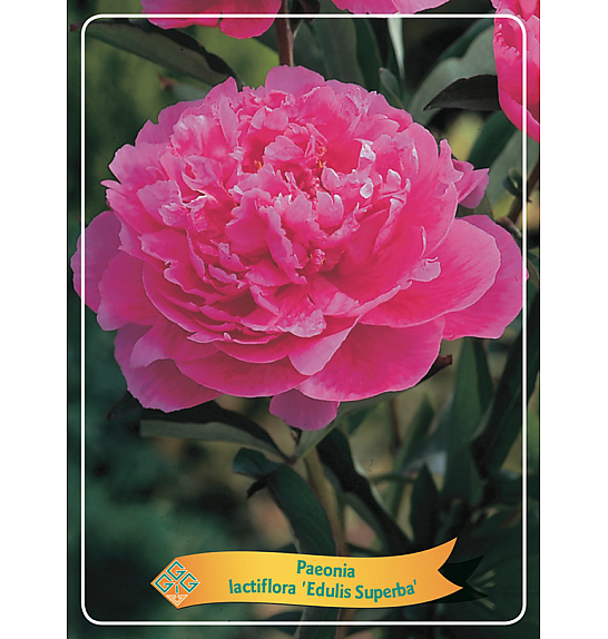 Paeonia lactiflora Edulis Superba Ø11
