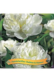 Paeonia lactiflora Duchesse de Nemours C5 Lit.