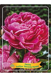 Paeonia lactiflora Alexander Flemming Ø11