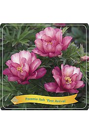 Paeonia itoh First Arrival C5 Lit.