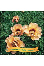 Paeonia itoh Callies Memory C5 Lit.