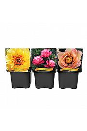 Paeonia Itoh mix C5 Lit.