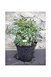 Ruta graveolens Ø14