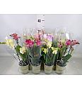 Phalaenopsis Mini Ø9 Mix; 2 Stebli