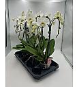 Phalaenopsis Ø12 T-Forma; 2 Stebli