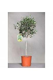 Olea europea Ø22 100-110 cm Na Steblu 60 cm