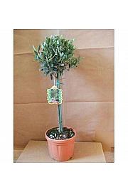 Olea europea Ø18 Na Steblu 40 cm