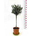 Olea europea Ø20 60-80 cm Na steblu 40 cm