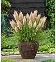 Cortaderia seloana C2 Tiny Pampas