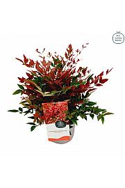 Nandina domestica Obsessed® C2 Lit. 20 cm