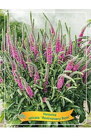 Veronica spicata Anniversary Rose Ø11
