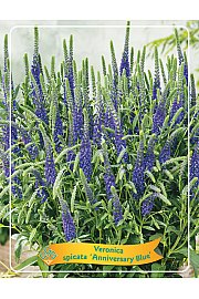 Veronica spicata Anniversary Blue Ø11