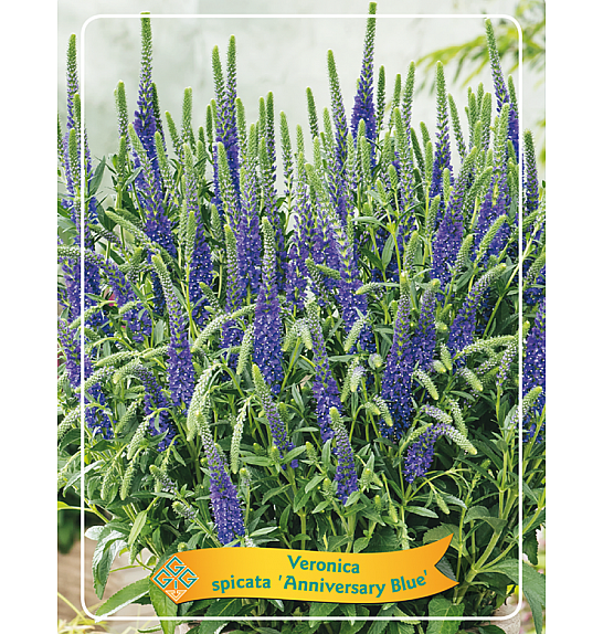 Veronica spicata Anniversary Blue Ø11