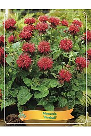 Monarda Fireball Ø11