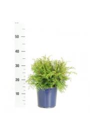 Microbiota decussata C2 Lit. 20-30 cm