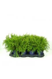 Microbiota decussata C1 Lit. 15-20 cm