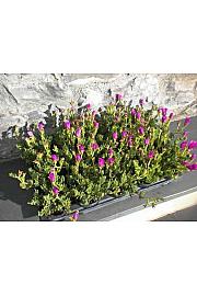 Mesembryanthemum Ø10