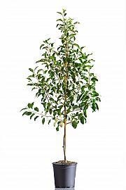 Malus domestica Winterbananenapfel C10 Lit. 125-150 cm