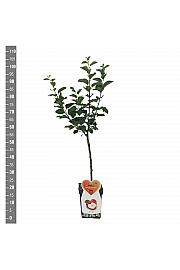 Malus domestica Rode Boskoop C5 Lit. 80-100 cm Patio