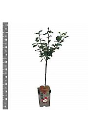 Malus domestica Rode Boskoop C5 Lit. 80-100 cm BIO