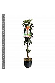 Malus domestica Red Sensation C5 Lit. 80-100 cm Stebričasta