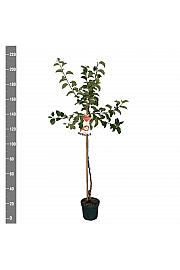Malus domestica Jonagold C7,5 Lit. 175-200 cm Na steblu 100 cm